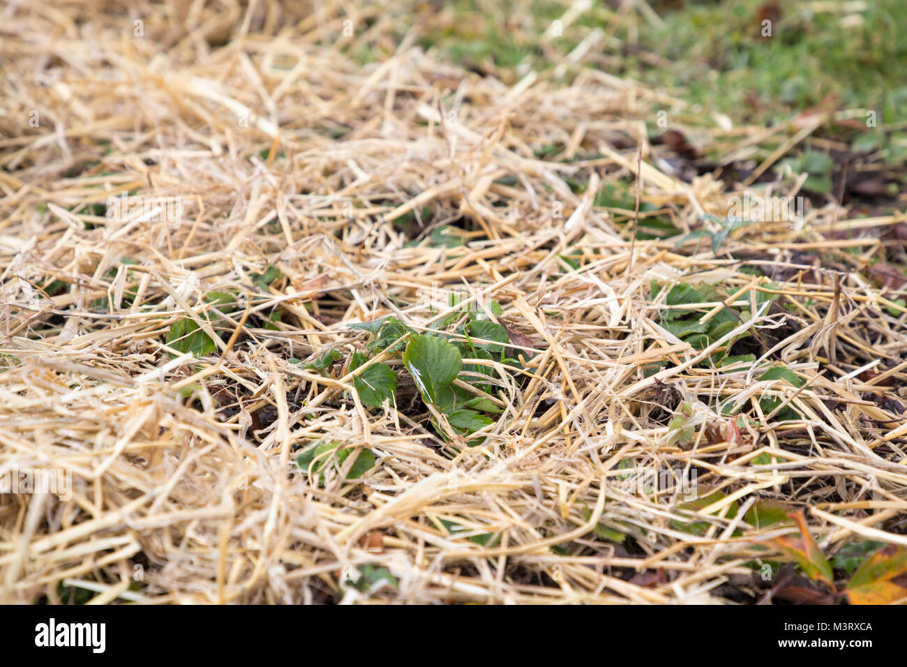 Piante di fragola mulched con paglia di orzo per proteggere dal gelo invernale Foto Stock