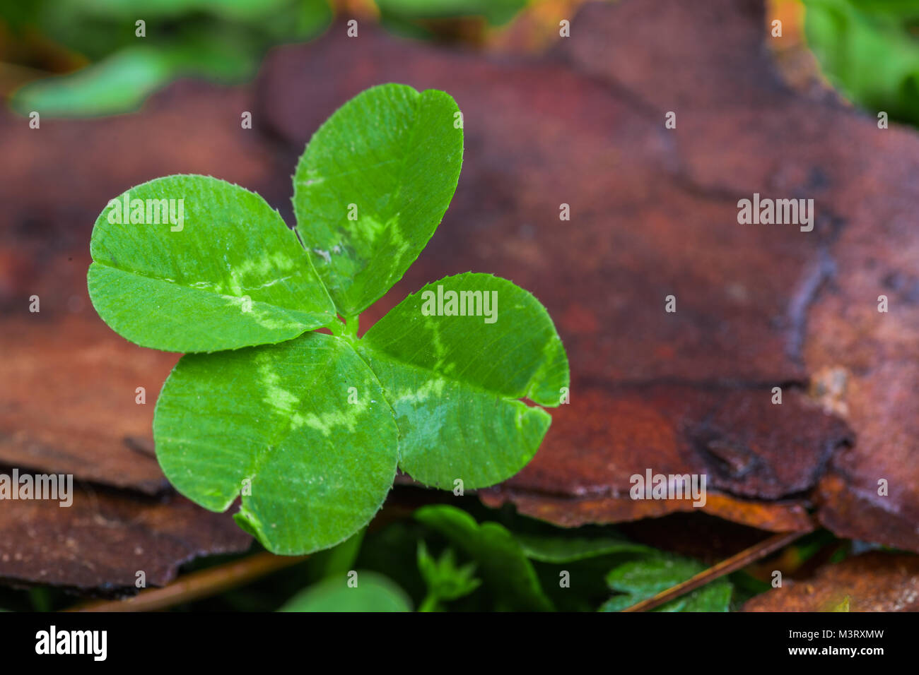 Horizontal macro foto di un colore verde brillante 4 foglia di trifoglio sulla sinistra con una verde e sfondo marrone Foto Stock