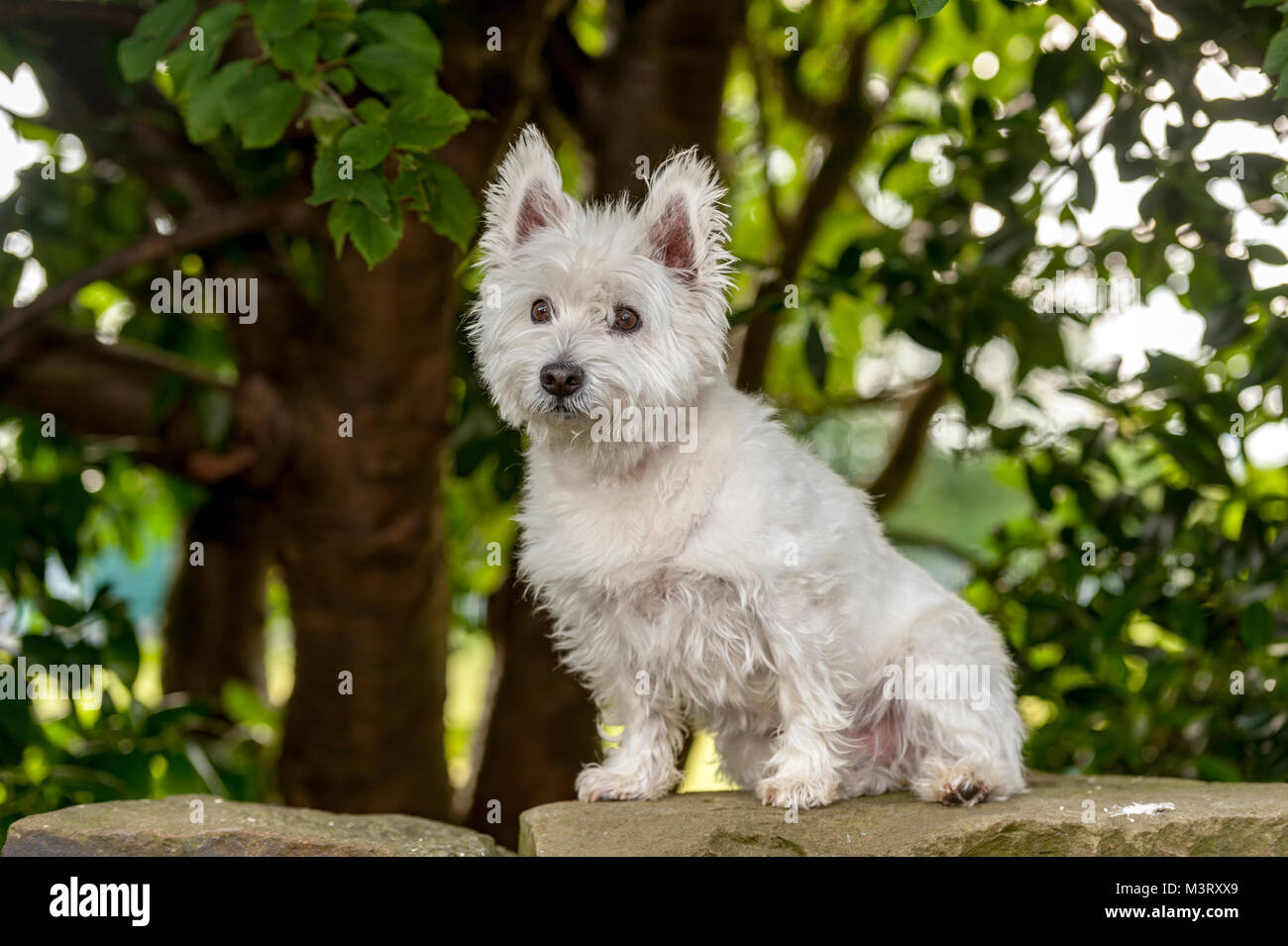 West Highland White Terrier comunemente noto come il Westie, è una razza di cane dalla Scozia con un distintivo bianco cappotto duro con un po' di soft whi Foto Stock