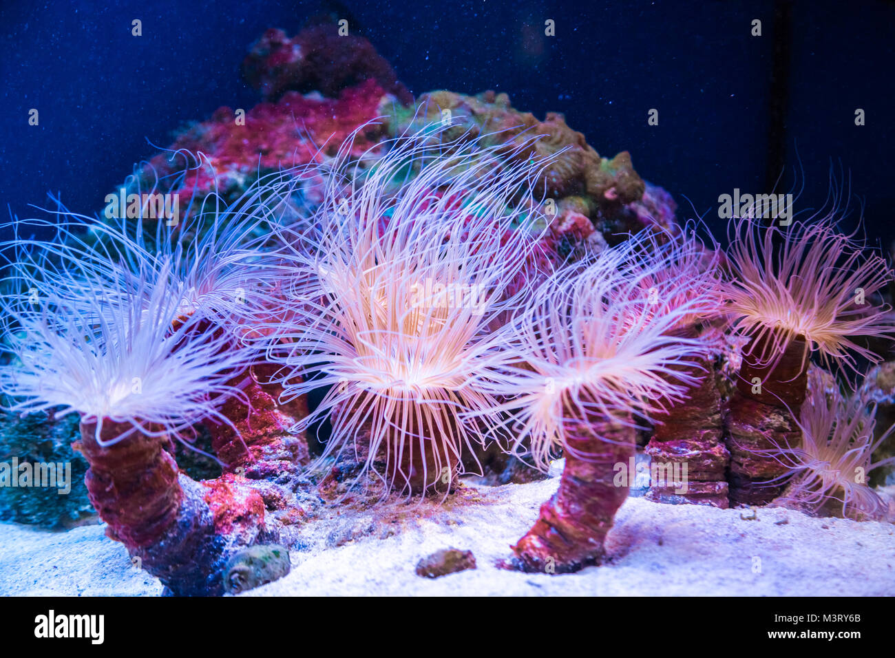 Bellissimi coralli vivi sul fondale. Ottimo sfondo del mondo sottomarino Foto Stock