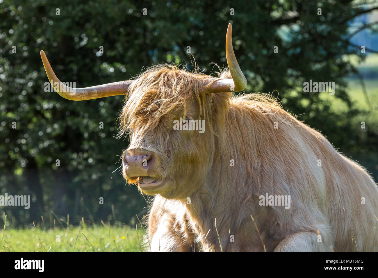 Primo piano (testa e spalle) di mucca delle Highland (toro) con corna a punta grande seduto in campo illuminato dal sole. Bocca aperta, respirazione pesante e mooing. Foto Stock