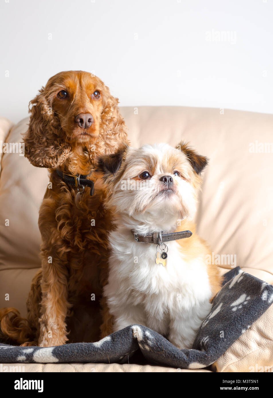 Piscina ritratto di famiglia cani: Pomerania shih tzu & rosso cocker spaniel, seduto in posizione eretta 'attenzione' insieme sul divano di casa. Amabile rascals. Foto Stock