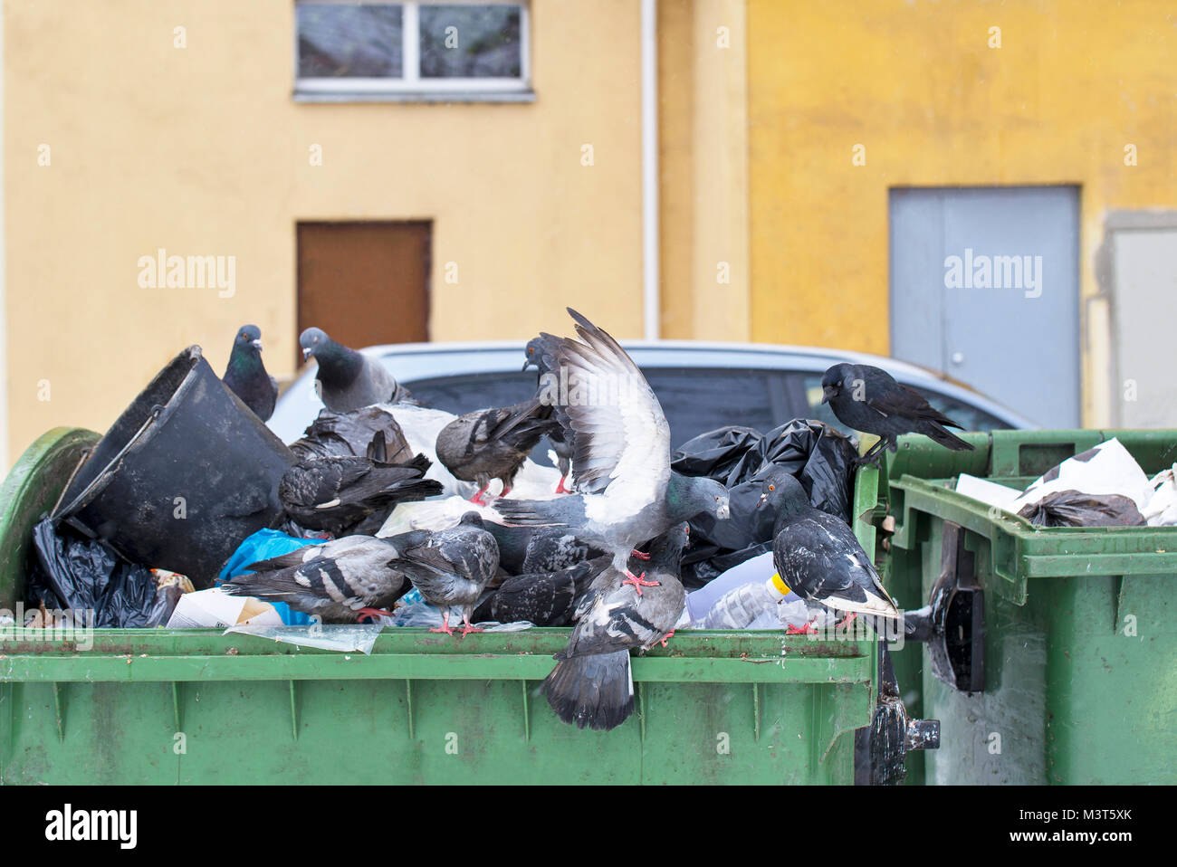 Piccioni nel contenitore di rifiuti Foto Stock