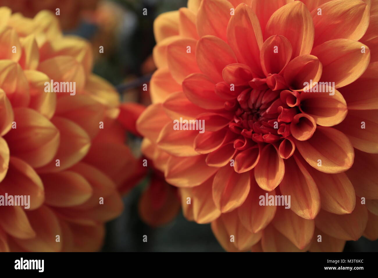 Fiori d'arancio in un giardino inglese dhalias Foto Stock