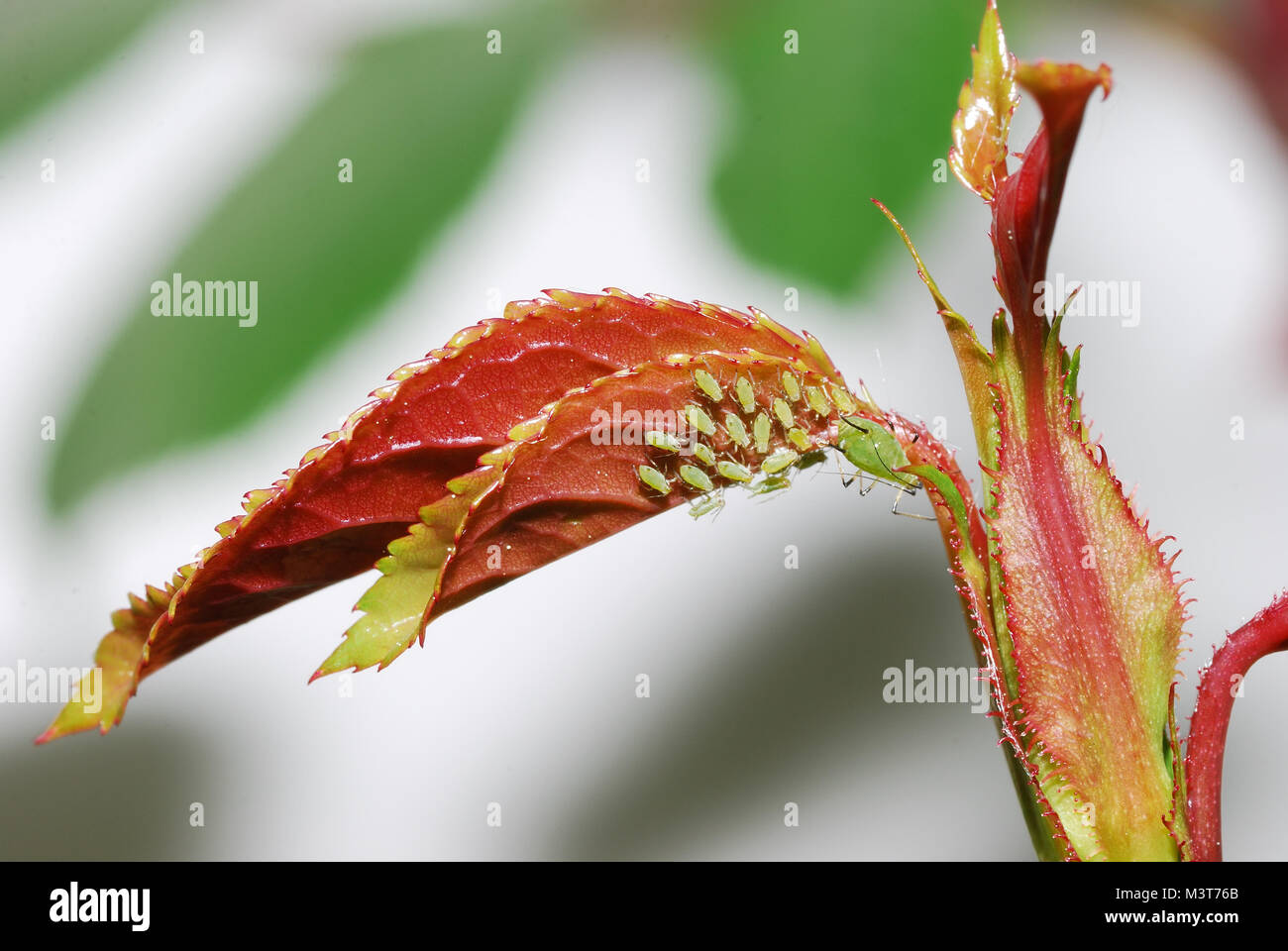 Molti afidi sulle foglie di rose in primavera Foto Stock