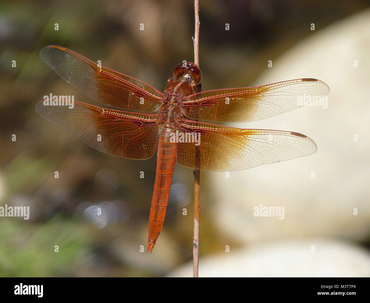 Flame Skimmer Dragonfly, Arroyo Seco, Soledad, California, USA Foto Stock