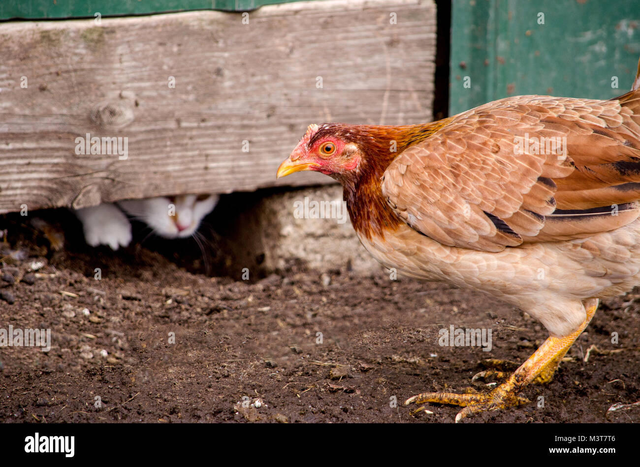 Cat caccia da sotto un granaio del fascio e un ignaro hen in cortile Foto Stock