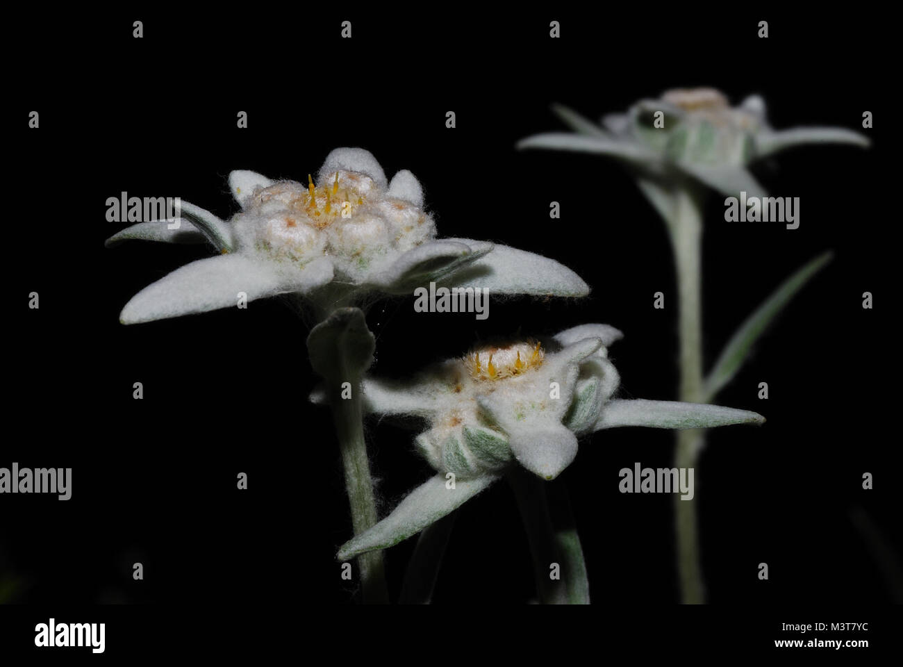 Bianco fresco fiore edelweiss nella notte Foto Stock