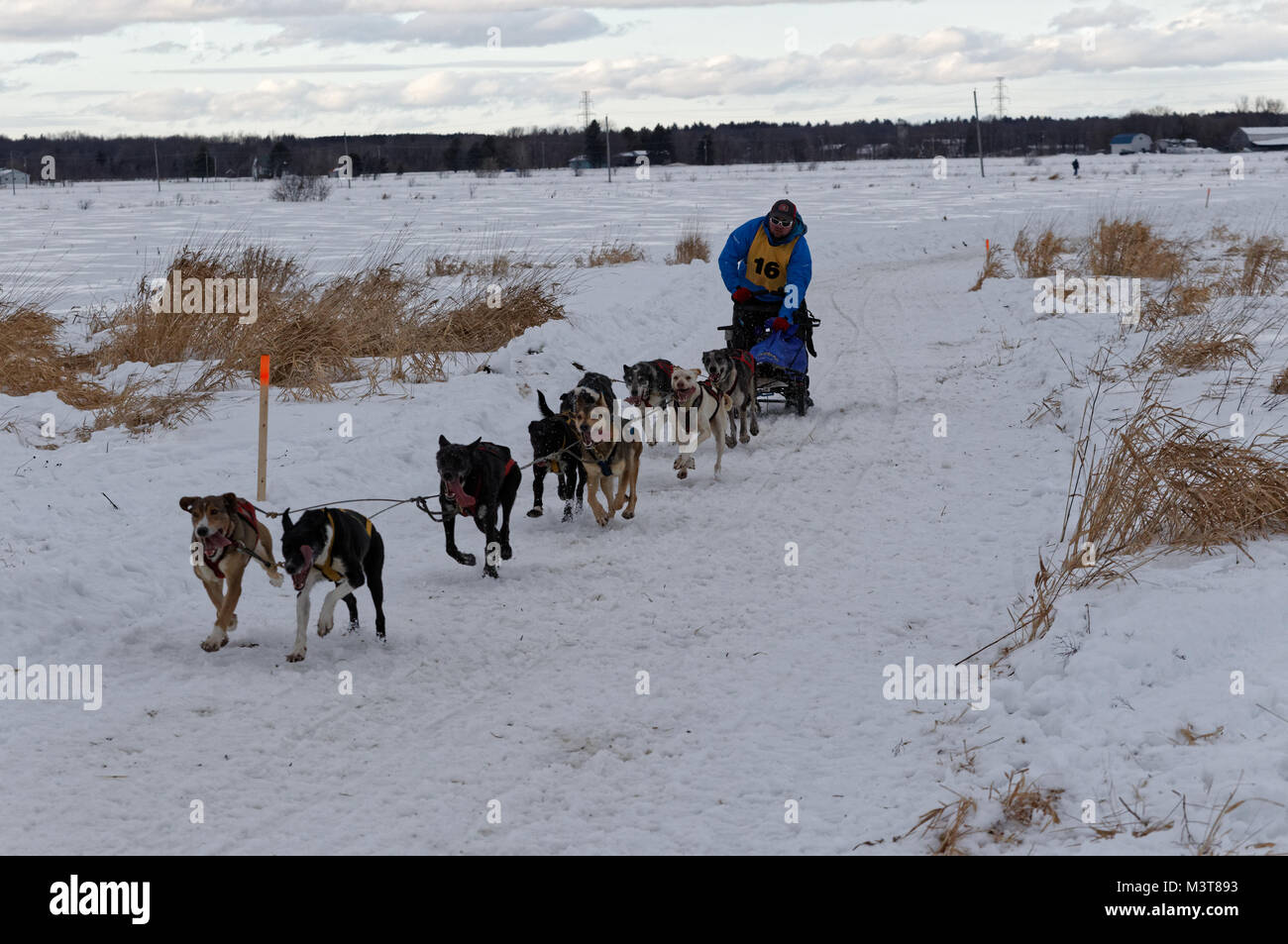 L'Epiphanie, Canada 1/28/2018 . Dominic Prenotazione della St-Edwide compete nella categoria Open gara sprint a livello internazionale corsa di cani da slitta di Lanaudiere, Foto Stock