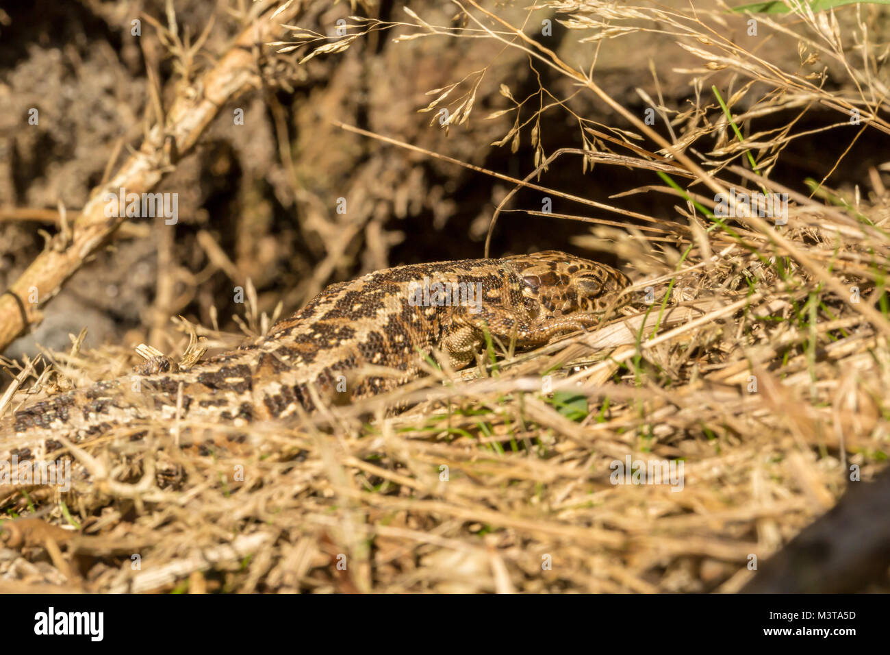 Basking femmina lucertola di sabbia con occhio chiuso shot a livello degli occhi con eventuale posto di ibernazione in background Foto Stock