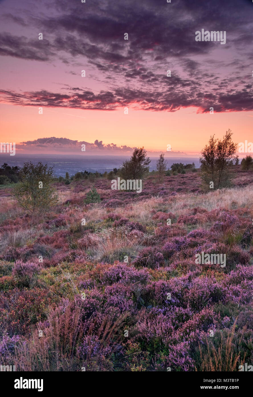 Heather Moorland in estate al tramonto, Bosley Cloud o Cloudside, vicino a Congleton, Cheshire, Inghilterra, Regno Unito Foto Stock