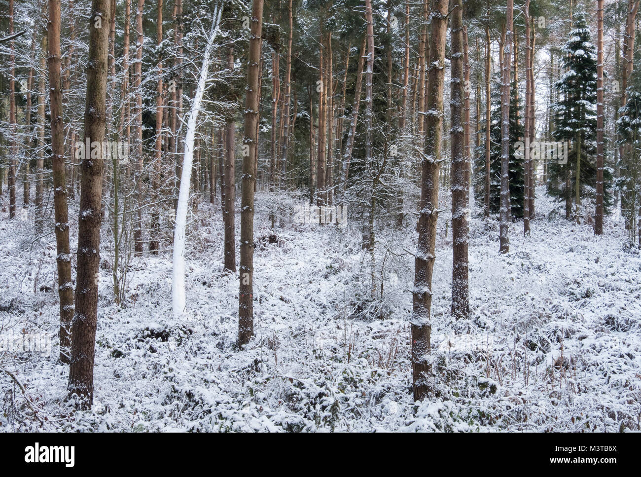 Delamere Forest in inverno, Delamere, Cheshire, Inghilterra, Regno Unito Foto Stock