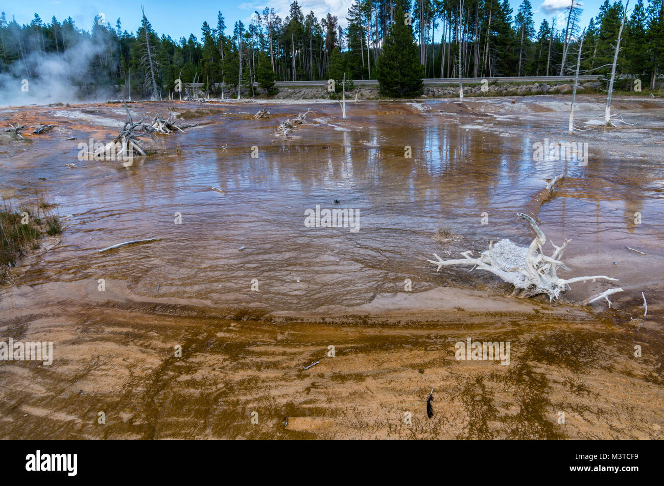 Flussi di fango dalla fontana Paint Pots hanno progressivamente superare la vegetazione. Parco Nazionale di Yellowstone, Wyoming USA Foto Stock