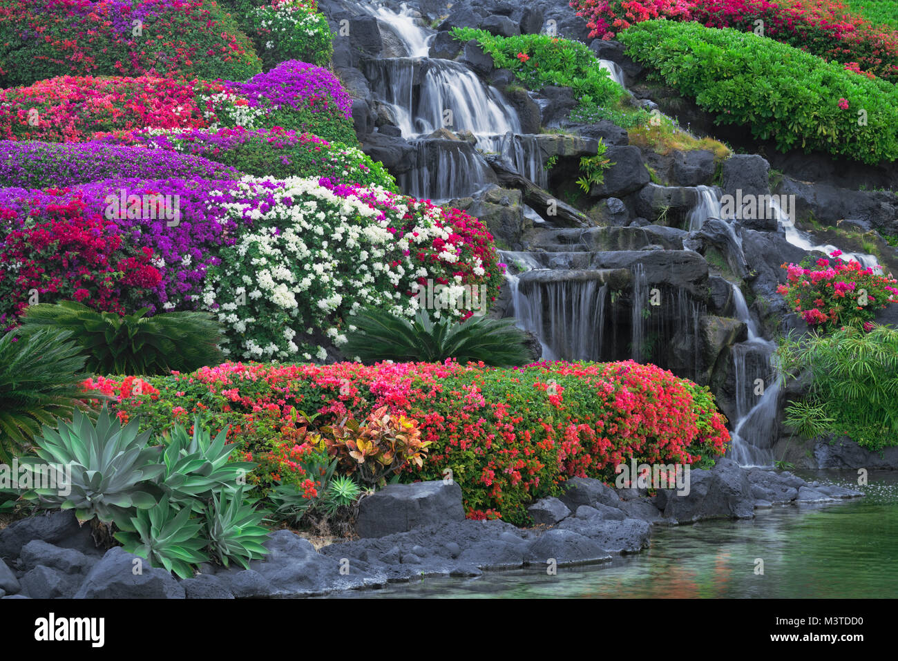 Varietà colorate di Bougainvillea bloom sui motivi del Grand Hyatt Hotel presso Poipu e Hawaii Isola di Kauai. Foto Stock