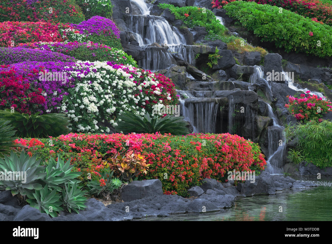 Varietà colorate di Bougainvillea bloom sui motivi del Grand Hyatt Hotel presso Poipu e Hawaii Isola di Kauai. Foto Stock