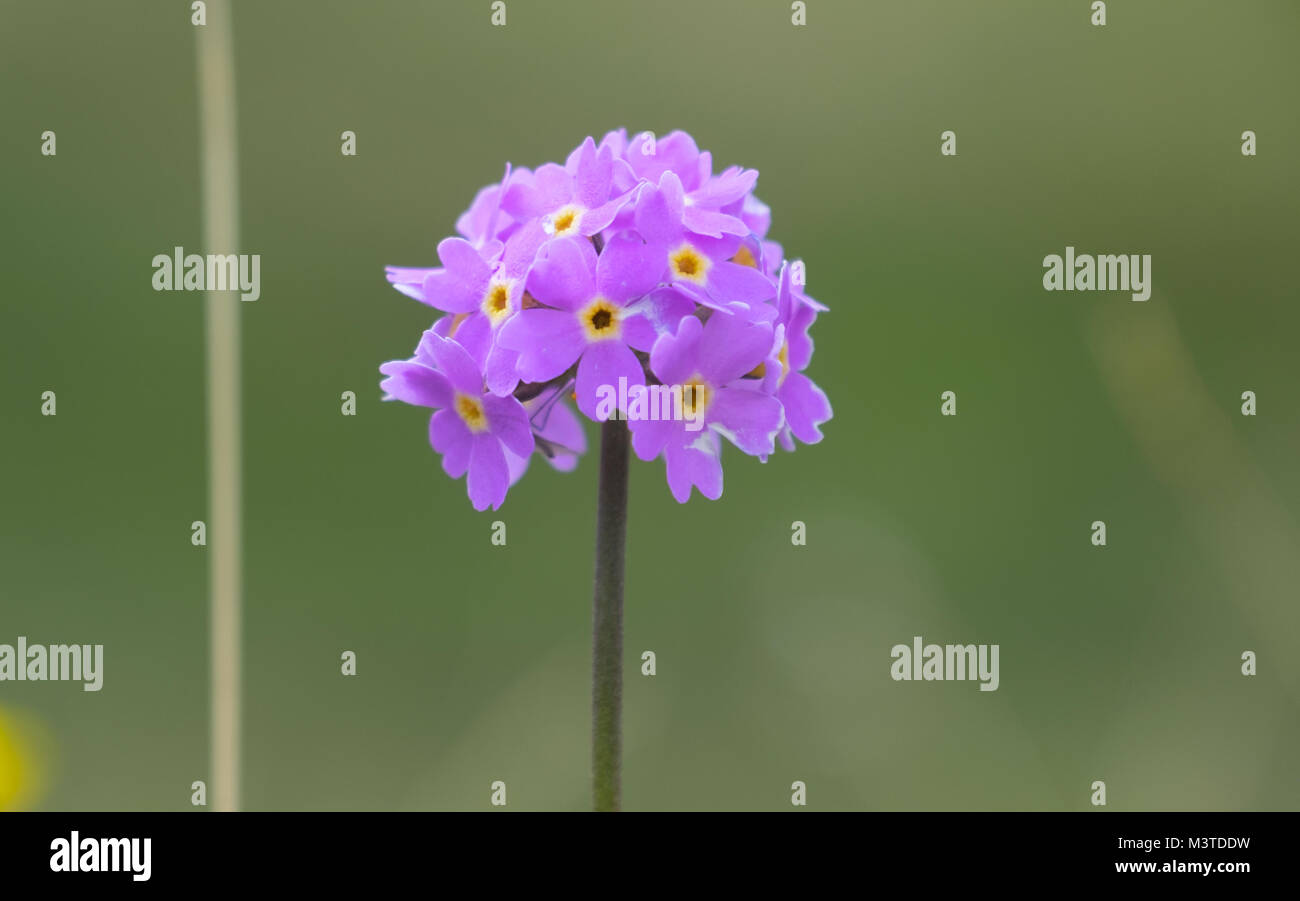 Bellissimi fiori Dimenticare me not in montagna Foto Stock