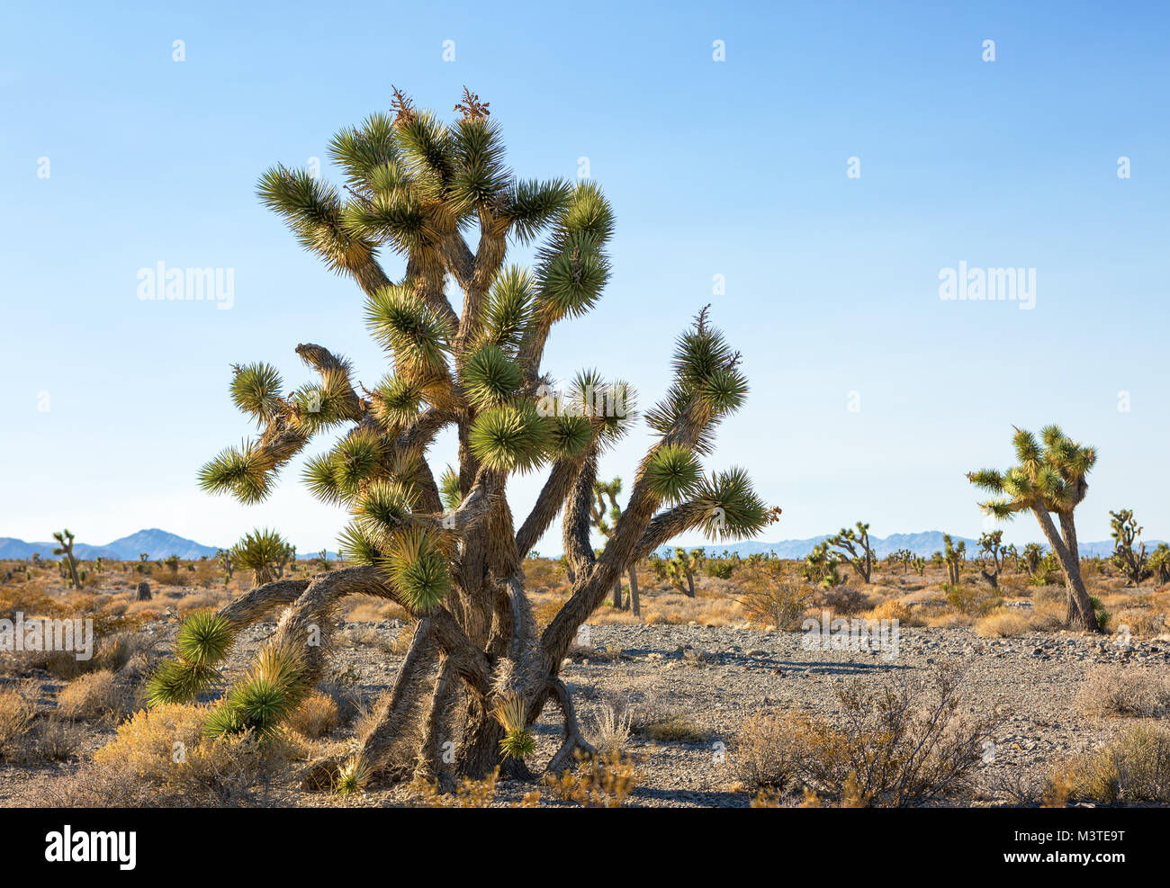 Joshua Tree e foresta del Mojave National Preserve, southeastern California, Stati Uniti Foto Stock