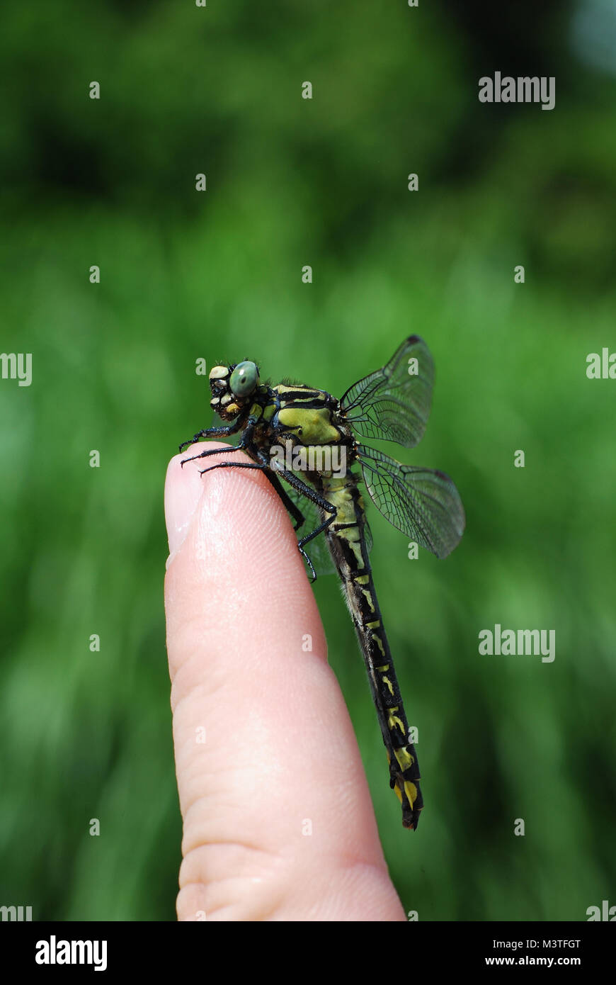 Grandi dragonfly seduto su un dito nel giardino hochformat Foto Stock