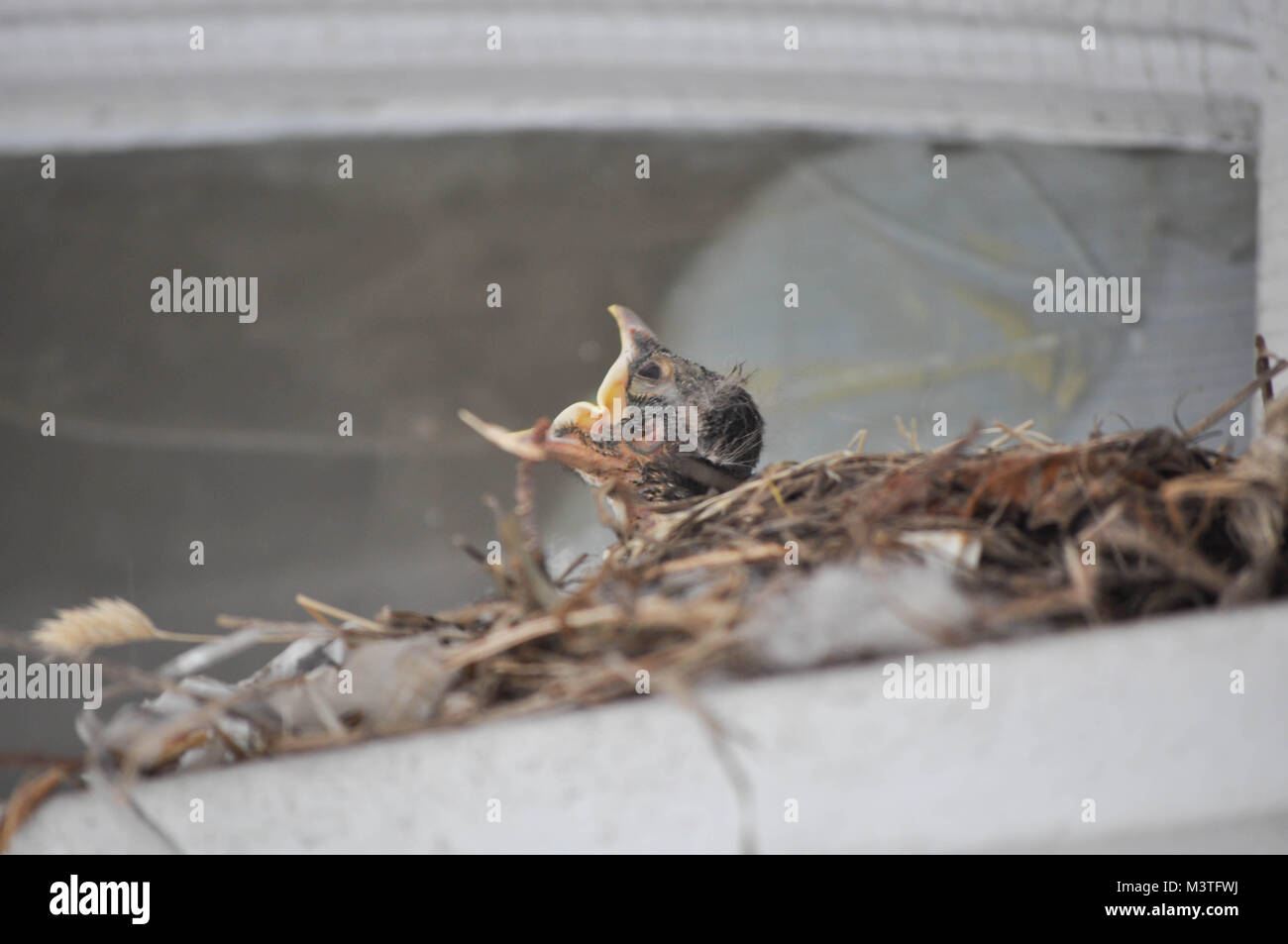 Il bambino affamato Robin uccello in un nido sopra la mia porta Foto Stock