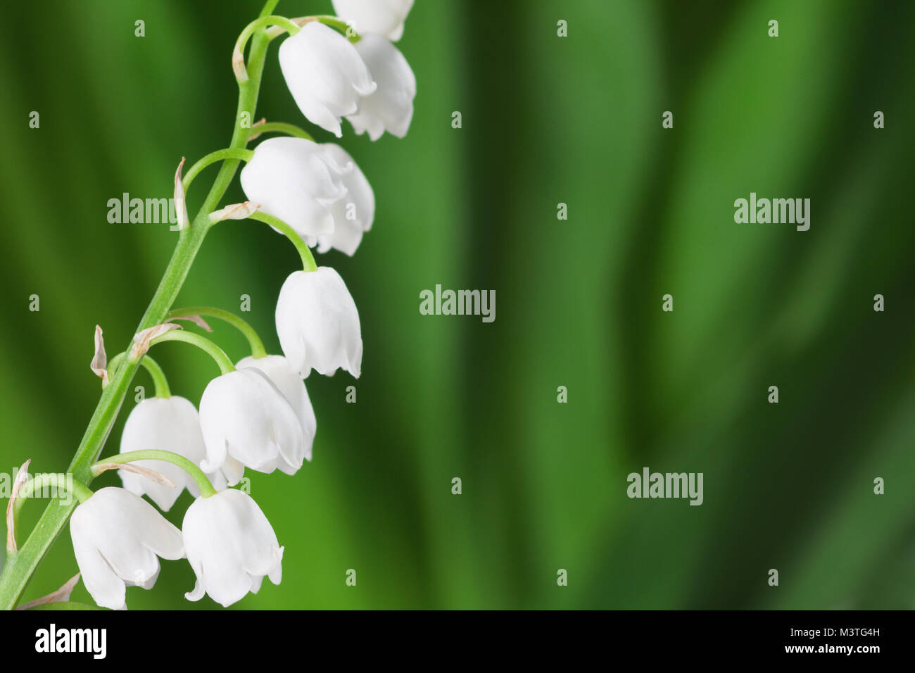 Il giglio della valle su sfondo verde. Foto Stock