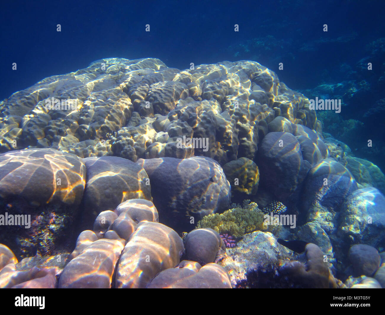 Bella colorate specie di corallo con ricco mondo sottomarino con molte piante nel mare blu Foto Stock
