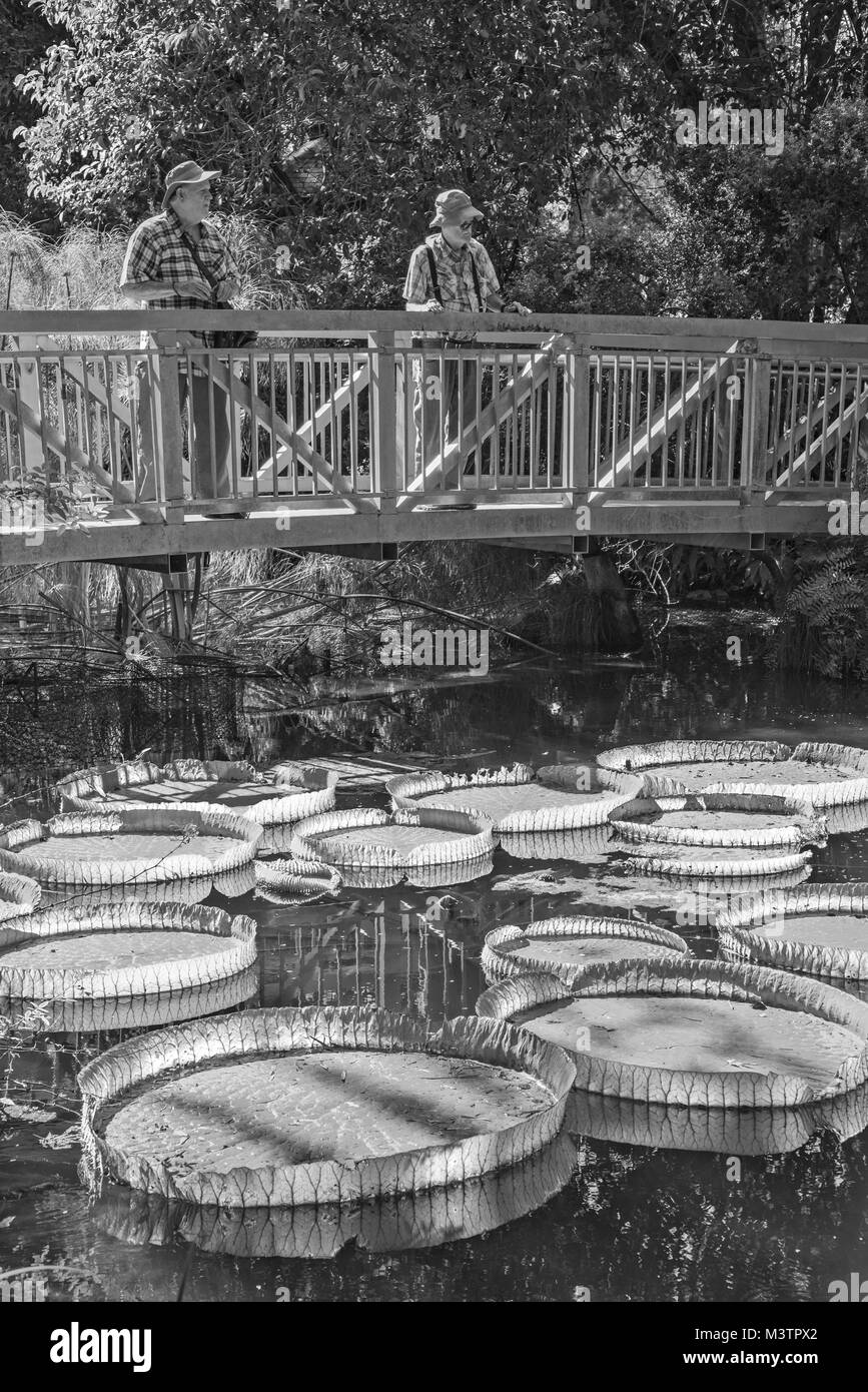 Natura scene in North Florida giardino. Foto Stock