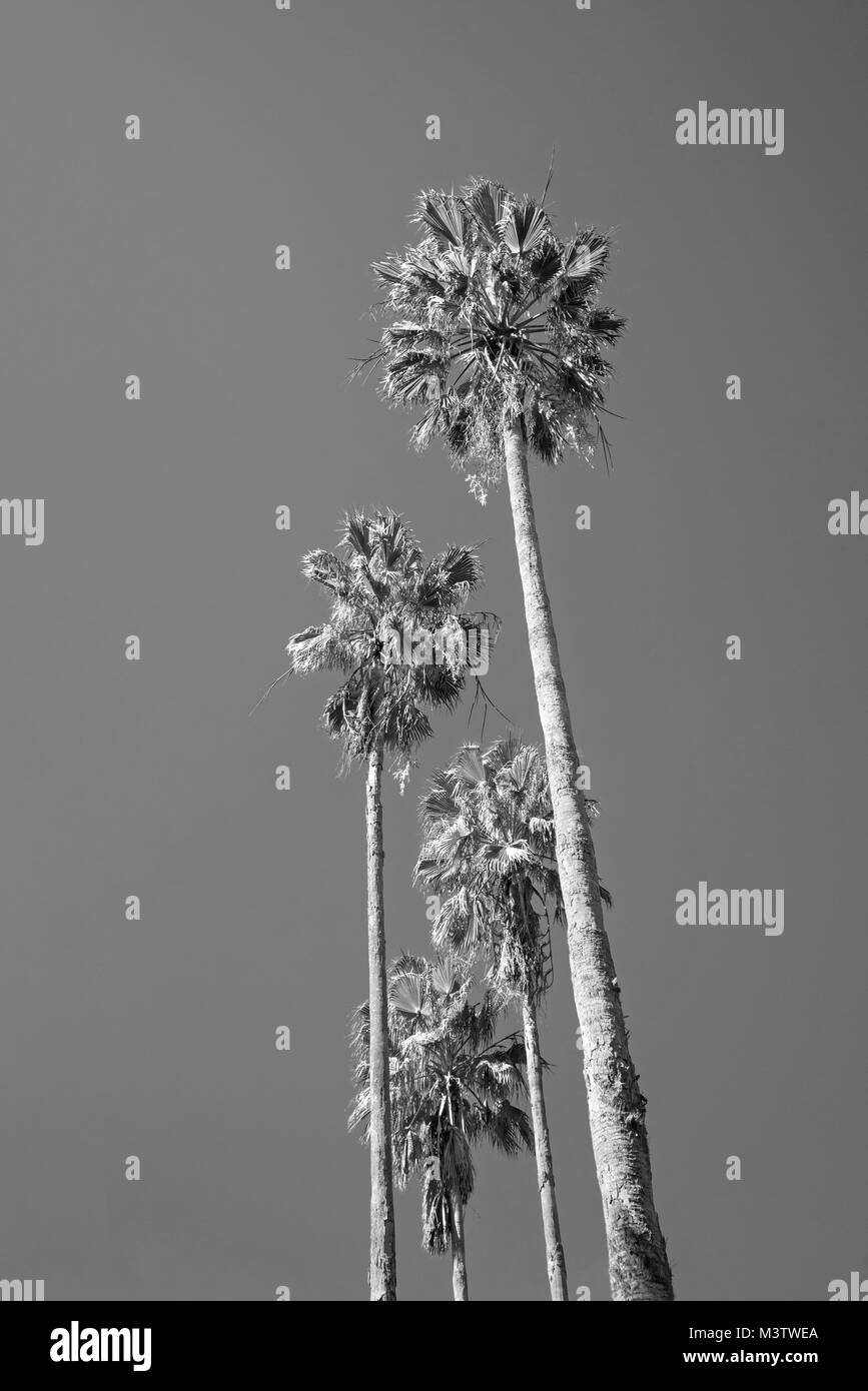 Natura scene in North Florida giardino. Foto Stock