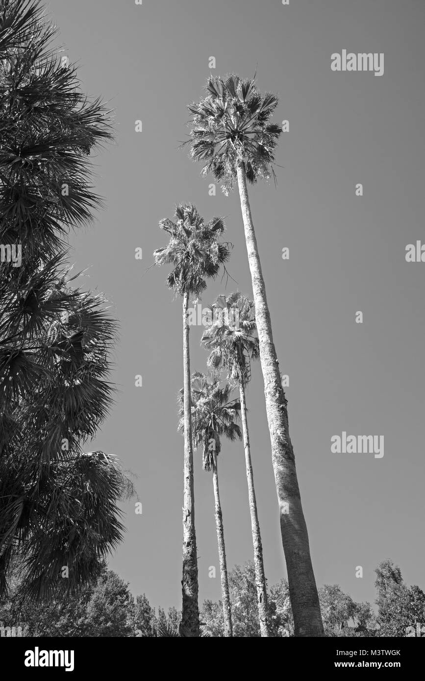 Natura scene in North Florida giardino. Foto Stock