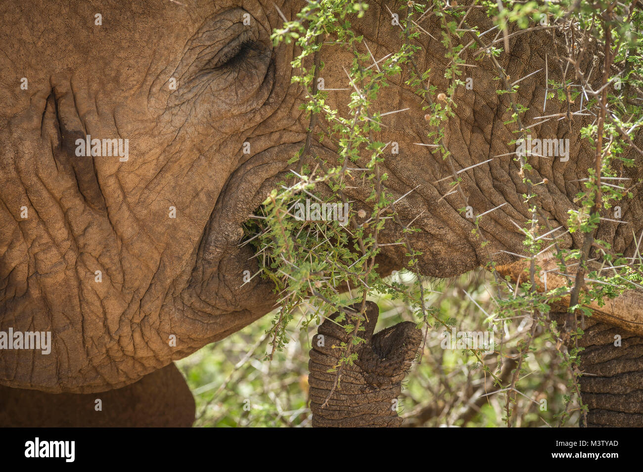 Close-up dettaglio del tronco di un elefante africano alimentazione sulle spine di acacia; Samburu riserva nazionale, Kenya Foto Stock