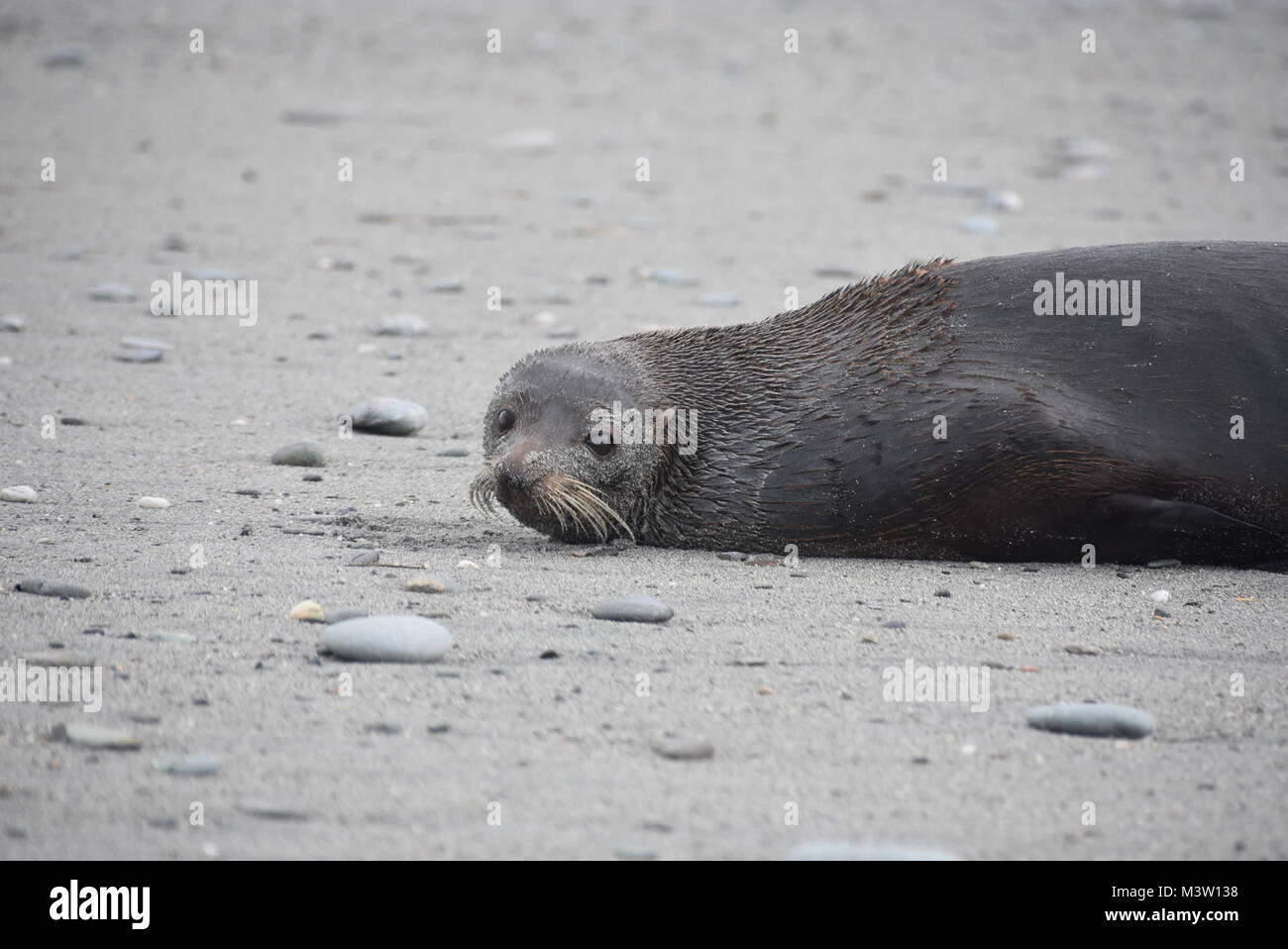 Selvatica di tenuta con la faccia triste in appoggio sulla sabbia. Foto Stock