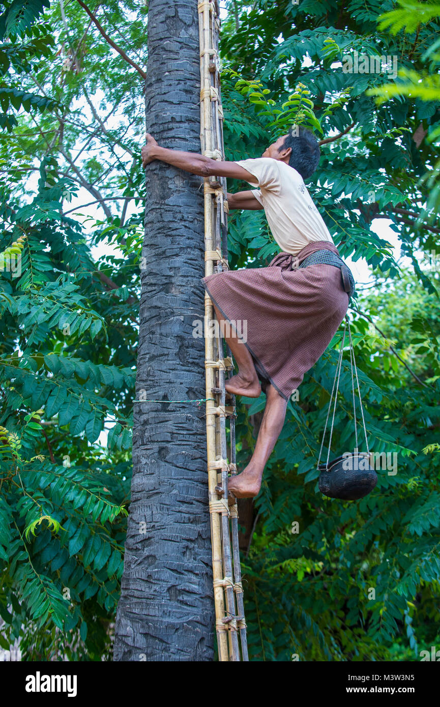 Agricoltore birmano che arrampica un albero di palma per il succo di estrarre zucchero di palma in un villaggio vicino Bagan Myanmar Foto Stock