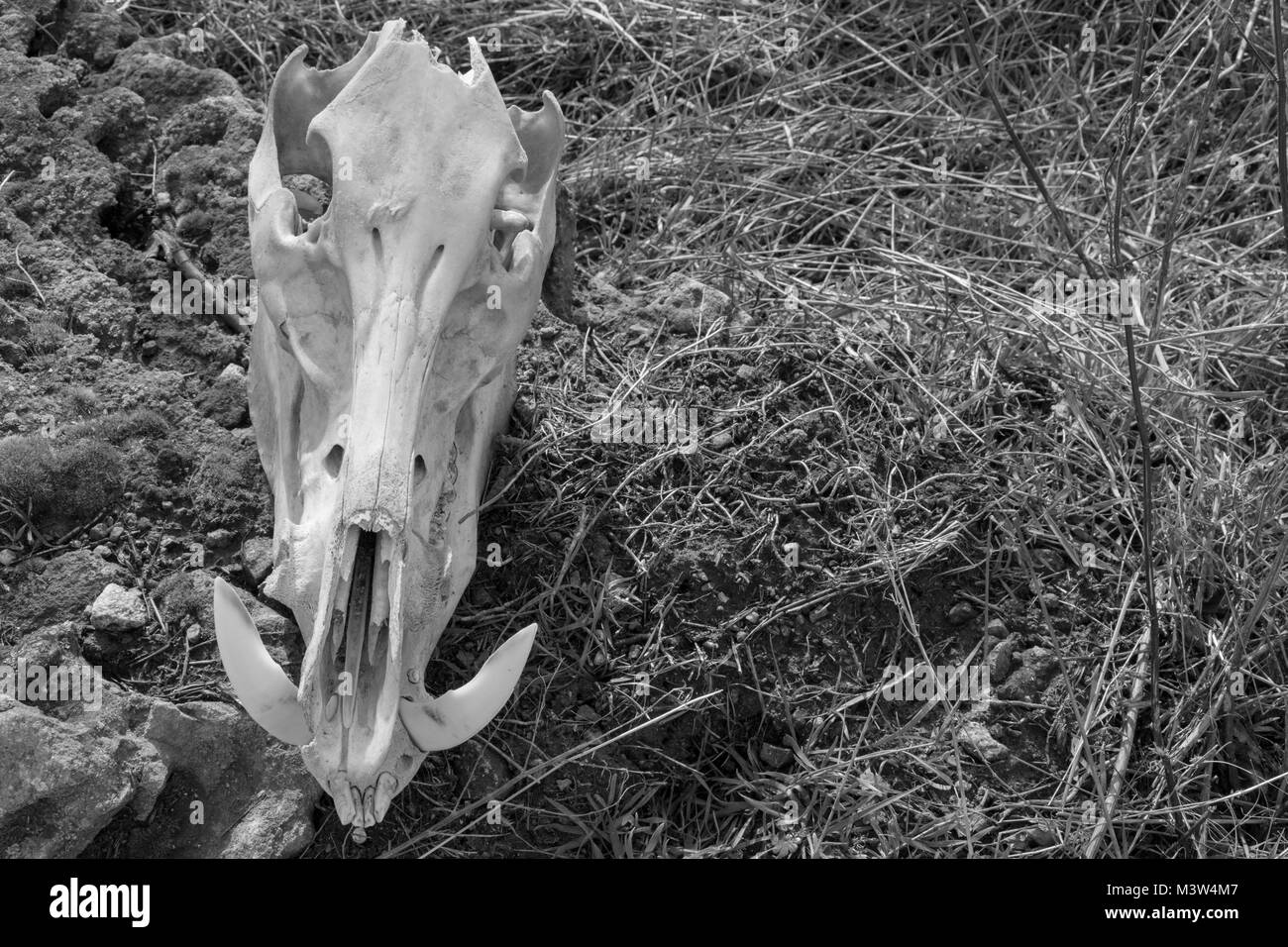 Cranio di cinghiale su erba secca sfondo, vista frontale, foto in bianco e nero Foto Stock