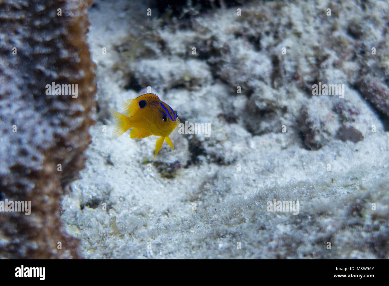 Stegastes diencaeus, è un castagnole dall' Atlantico occidentale. Di tanto in tanto si fa strada nel commercio di acquario. Esso cresce fino ad una dimensione di 12,5 cm i Foto Stock