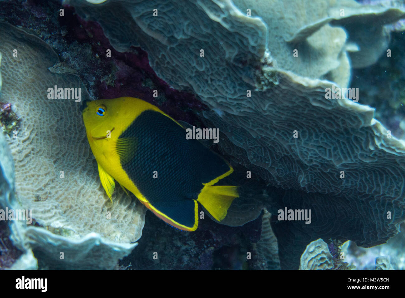 La bellezza di roccia (Holacanthus tricolore) è una specie di marine angelfish della famiglia Pomacanthidae. Altri nomi comuni includono zucchero di mais, coshubba, Foto Stock