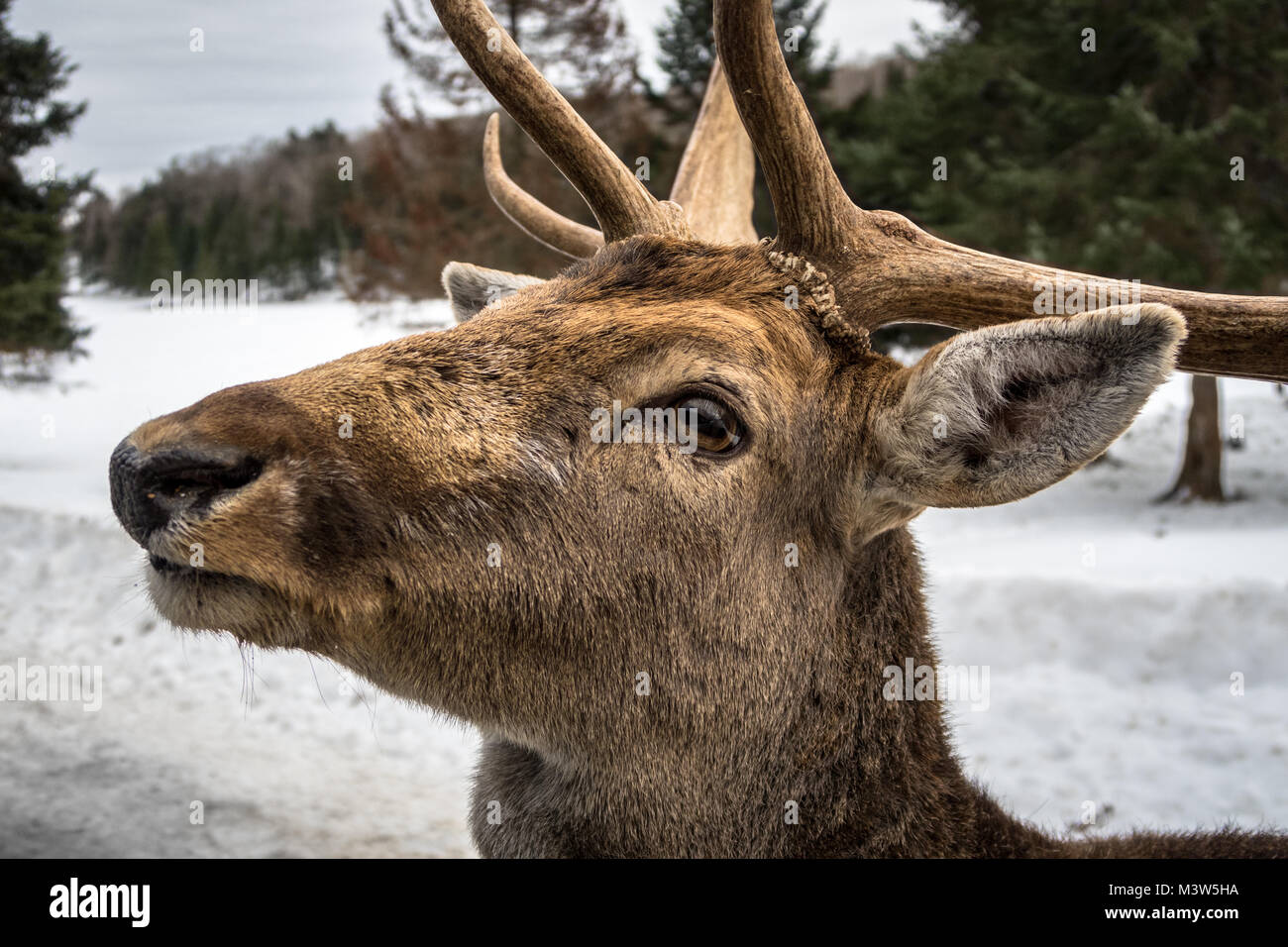 Questo wapiti era attesa nella neve, foresta prima di attraversare la strada per chiedere una carota. Foto Stock