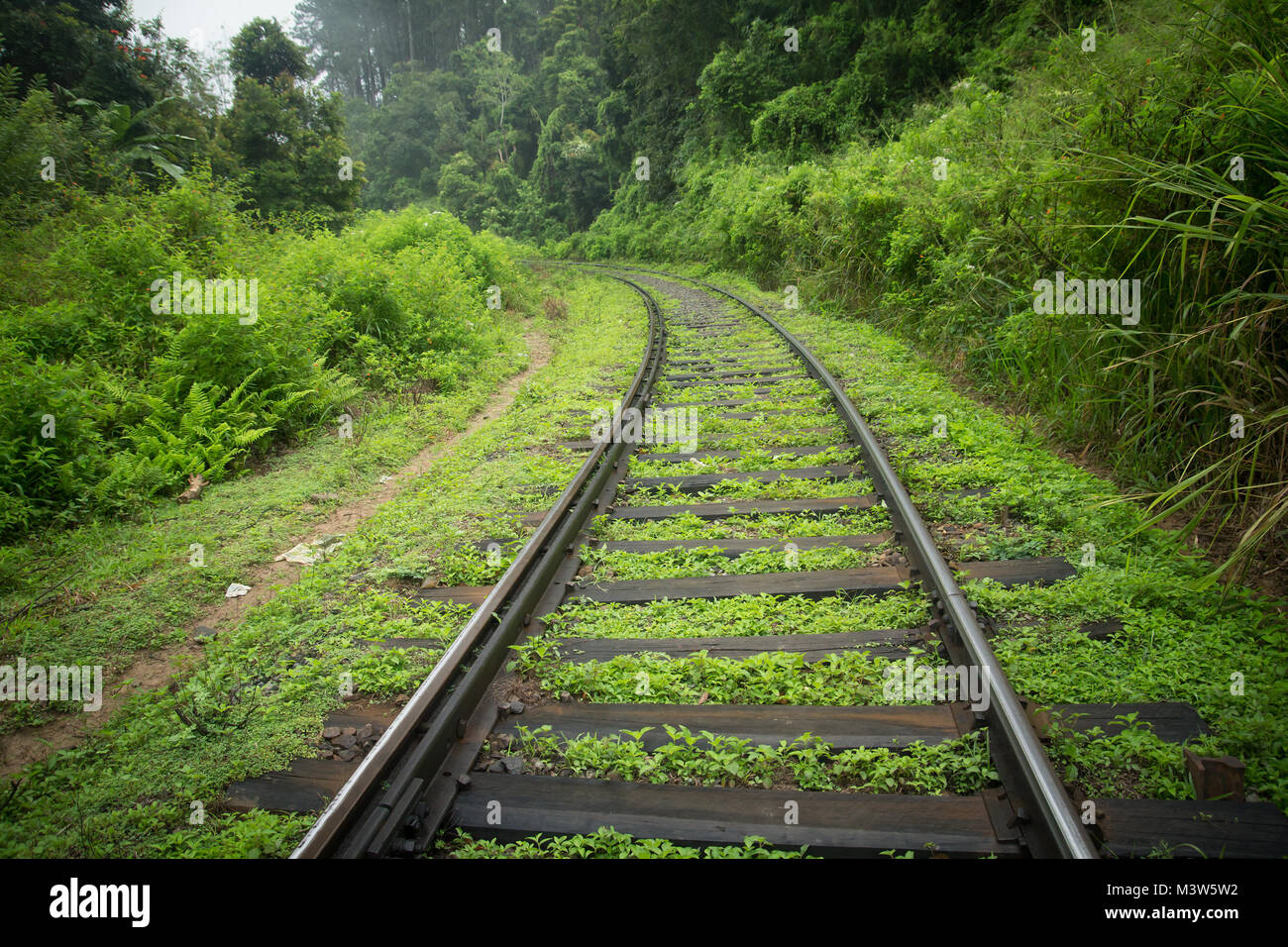 I binari ferroviari nella giungla verde Foto Stock