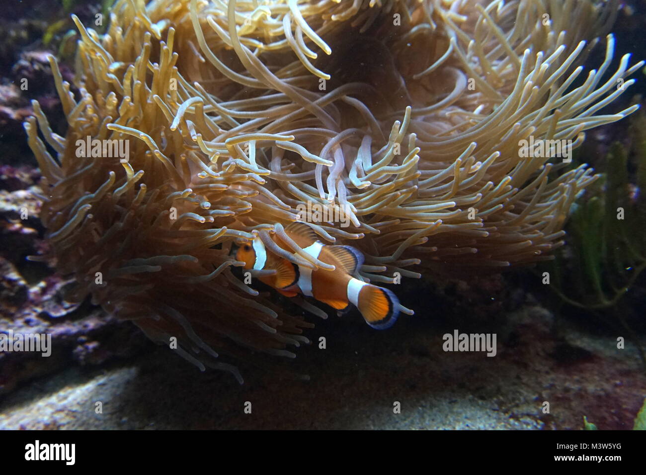 Un clownfish e anemone marittimo in acquario in London Zoo di Londra Foto Stock
