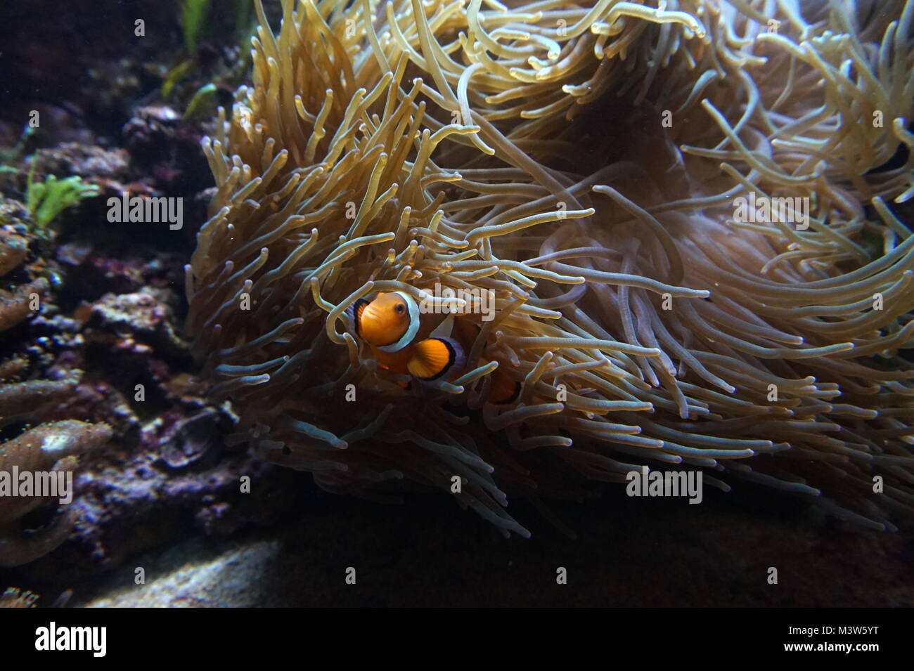 Un clownfish e anemone marittimo in acquario in London Zoo di Londra Foto Stock