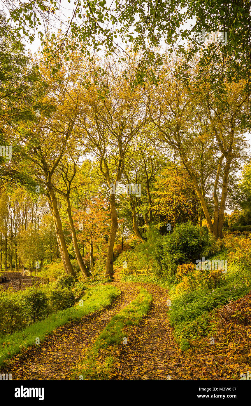 Una via attraverso il bosco in prossimità di Stanley vicino a Chippenham Wiltshire, Inghilterra REGNO UNITO Foto Stock