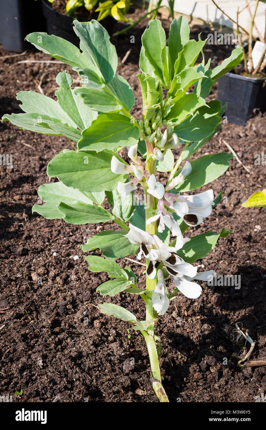 Un largo bean di piante in fiore Foto Stock