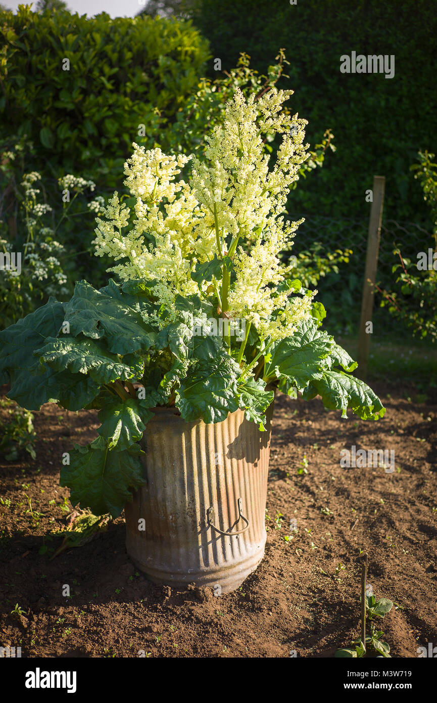 Un forzato di rabarbaro pianta abbandonata e passando rapidamente alle sementi Foto Stock