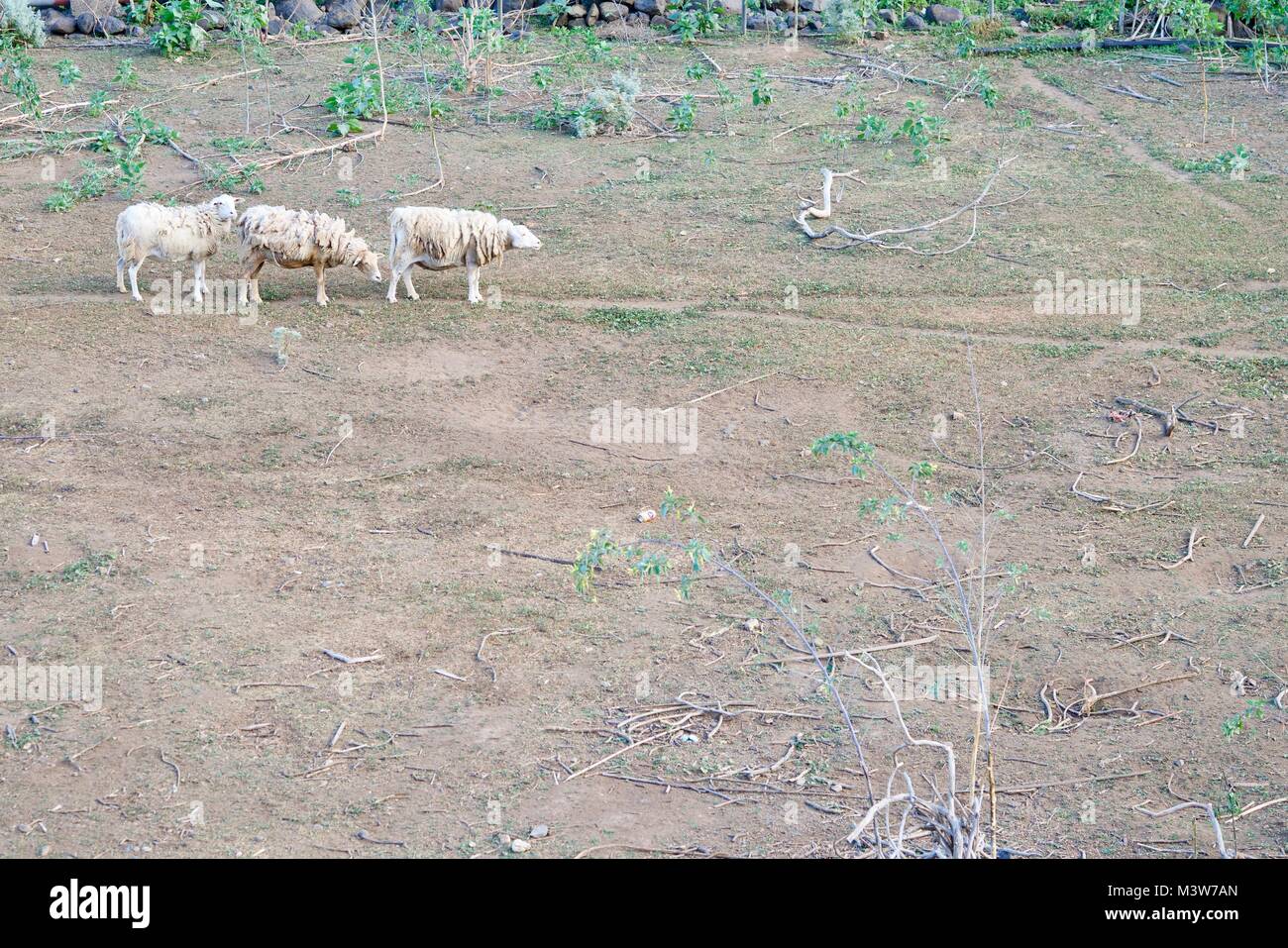 Tre pecore, uno dopo l'altro su una terra Foto Stock