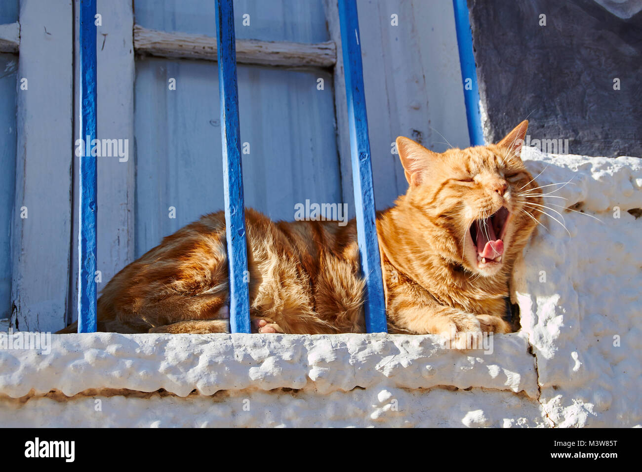 Reddish tabby cat dietro le barre blu su un imbiancato davanzale godendo il sole Foto Stock