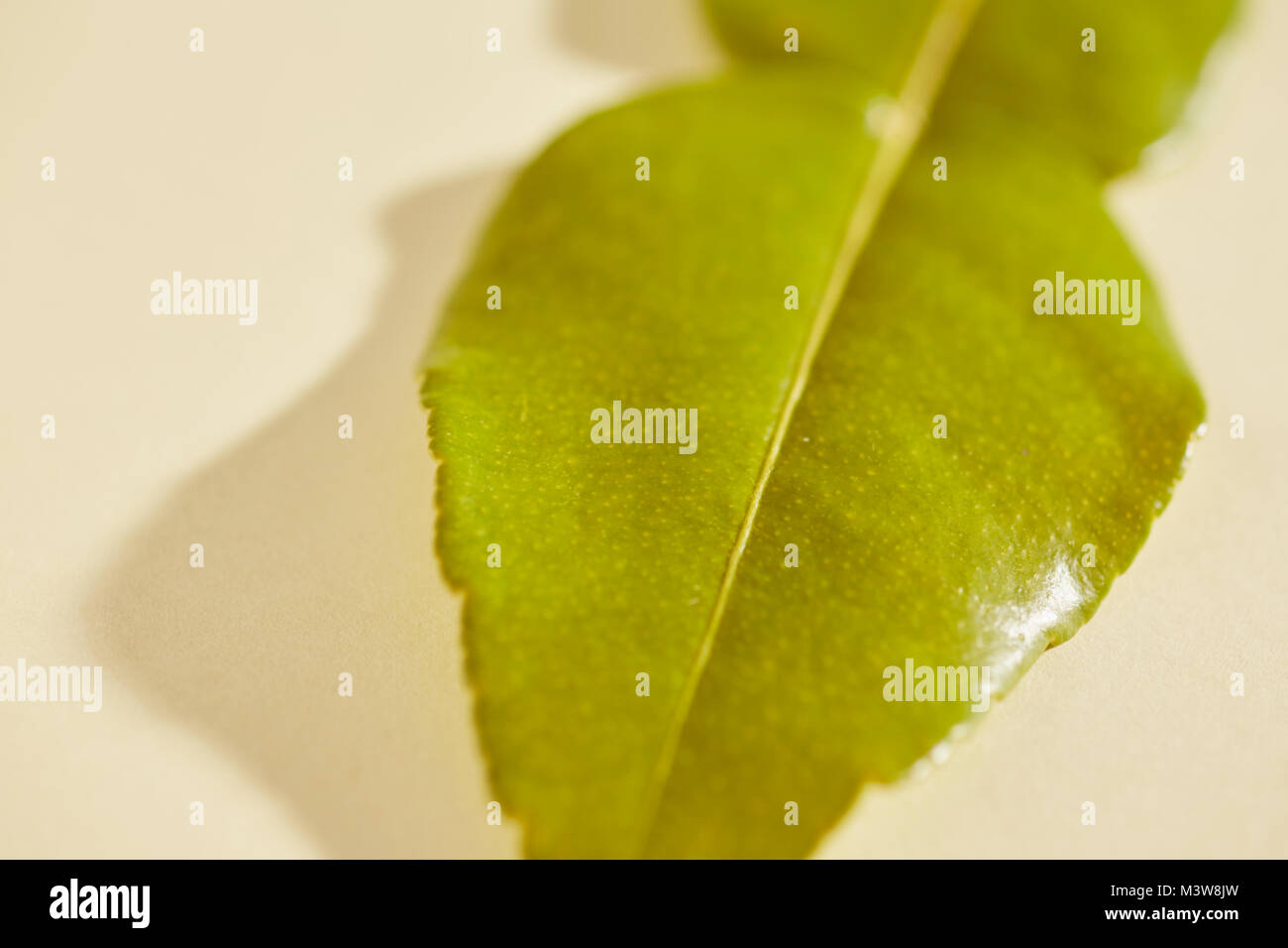 Di Combava foglia (foglie), un preferito Asian condimento Foto Stock