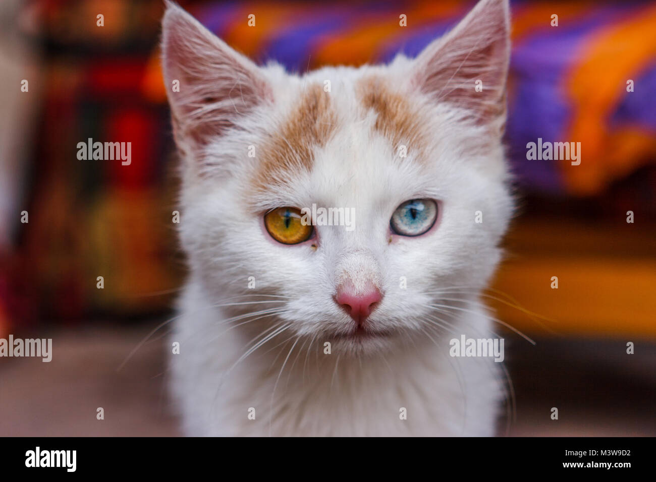 Ritratto Di Un Gatto Con Gli Occhi Di Colore Diverso Cusco