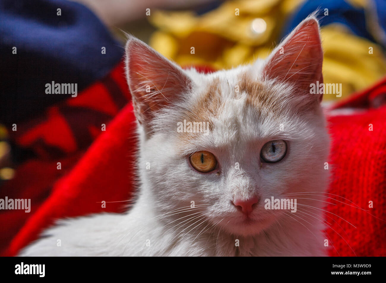 Ritratto di un gatto con gli occhi di colore diverso, Cusco, Perù Foto Stock