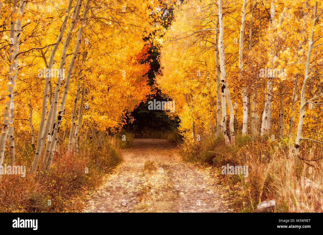 Una strada in una foresta di alberi d'aspen d'oro promette bellezza e mistero. Preso a Cascade Lakes nelle Montagne Rocciose del Colorado. Foto Stock