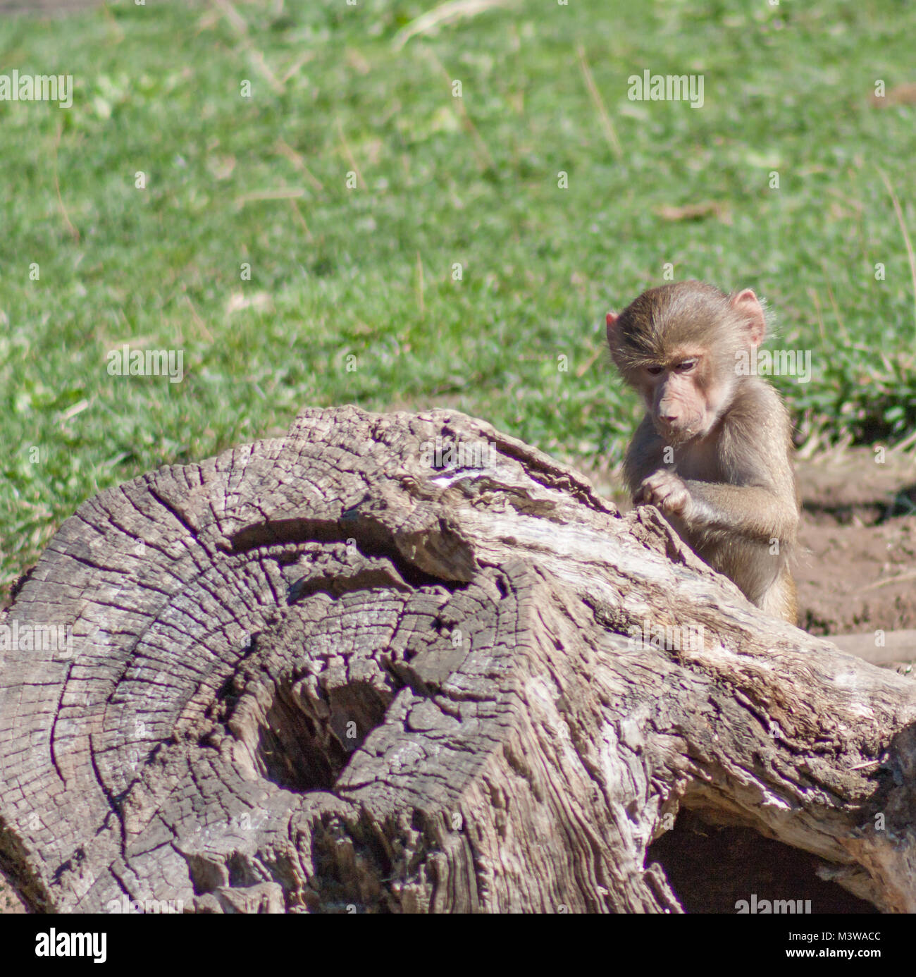 Baby babbuino giocando accanto a un ceppo di albero con copia spazio in erba verde in background. Foto Stock