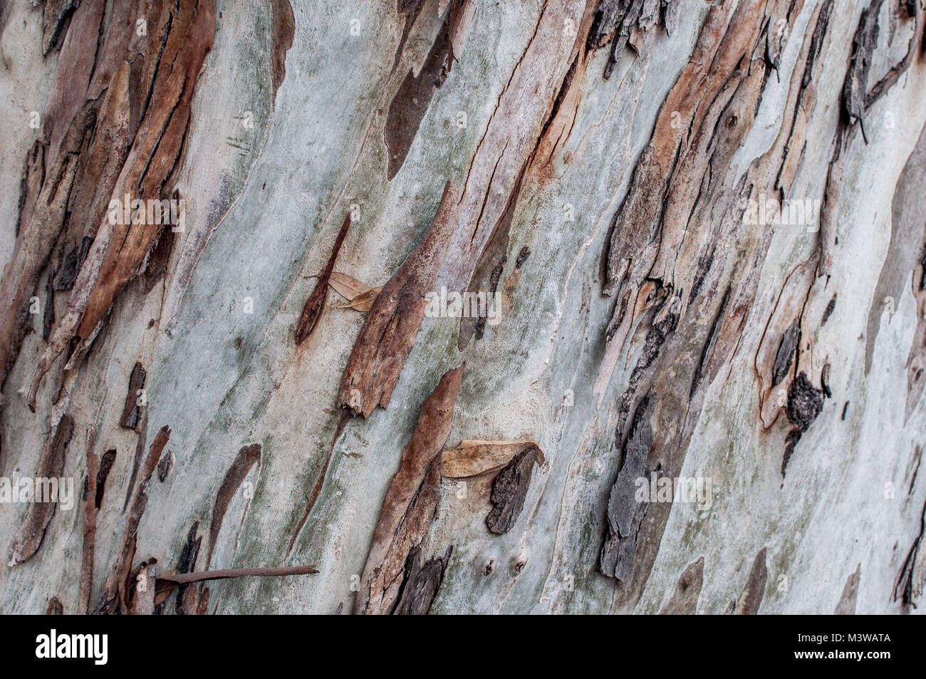 Primo piano della pelatura, simili alla carta di corteccia di albero Foto Stock