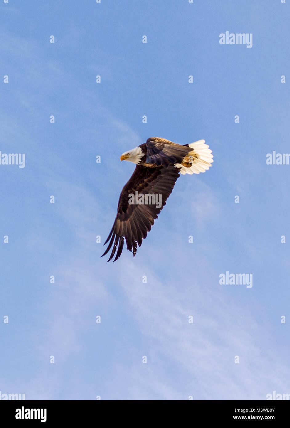Aquila calva in volo; simbolo americano; Vandaveer Ranch; Chaffee County, Colorado, STATI UNITI D'AMERICA Foto Stock